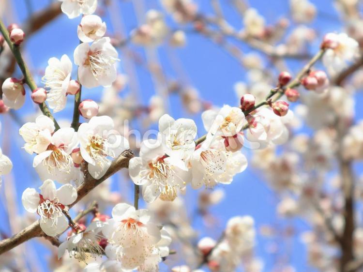 春のイメージ　青空と満開の梅 梅,早咲き,お花見の写真素材
