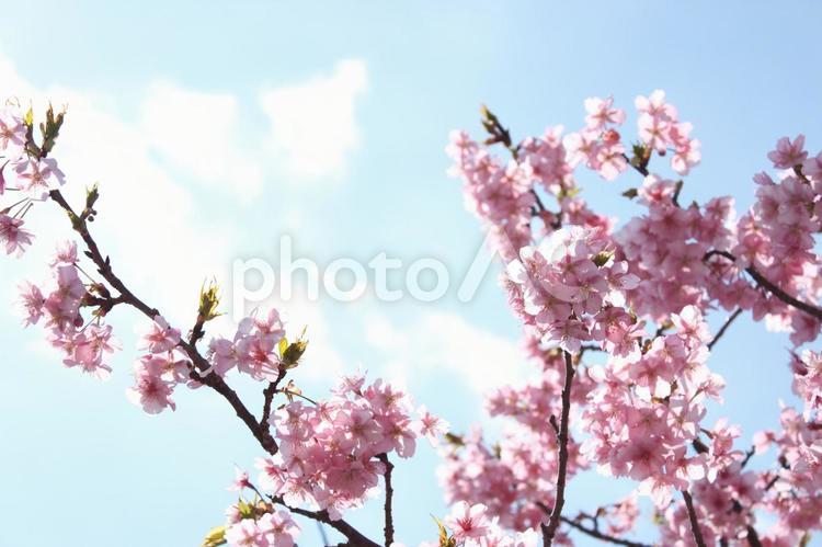 淡い色合いの空と河津桜 桜,河津桜,春の写真素材