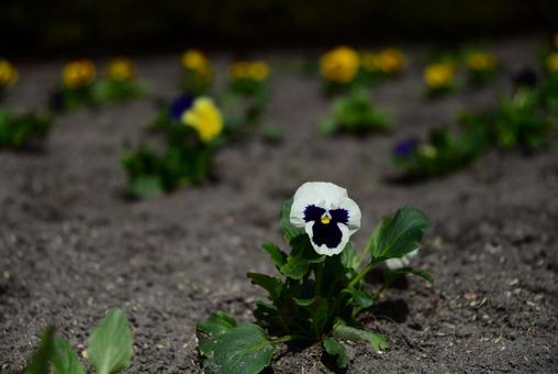 公園のパンジー 公園のパンジーの写真