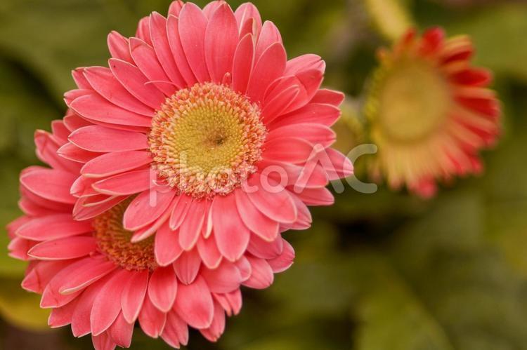 ピンク色のガーベラの花 ガーベラ,花,ピンクの写真素材
