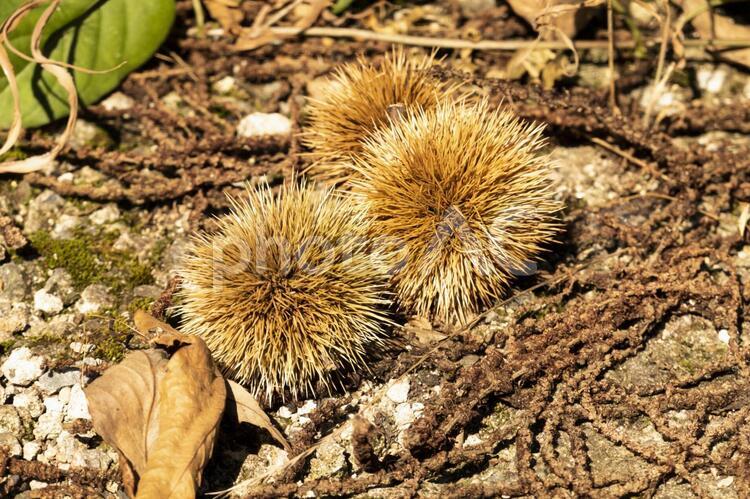 落ちた栗の実 植物,実,果実の写真素材