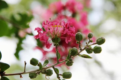 Crape myrtle, monkey slide, close-up, JPG Crape myrtle, monkey slide, close-up, JPG