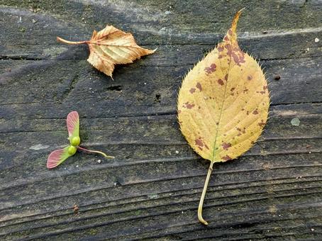 カエデの種 カエデの種 種,カエデ,葉の写真素材