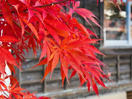 校舎と楓 もみじ,かえで,楓の写真素材