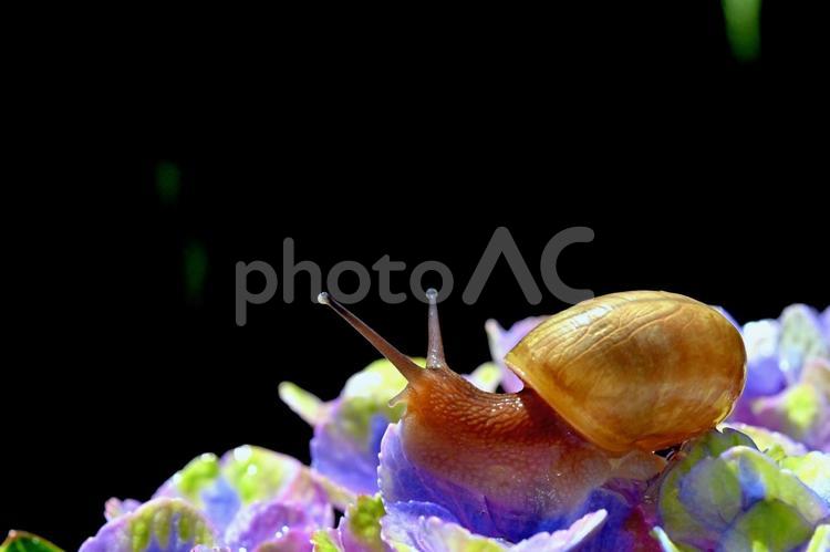 アジサイの花とカタツムリのクローズアップ アジサイ,花,梅雨の写真素材