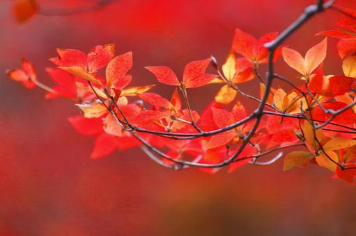 Autumn colors, JPG Autumn colors, autumn leaves, yellow leaves, red, JPG