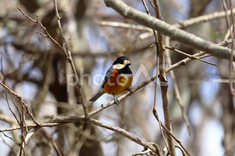 枝にとまるヤマガラ ヤマガラ,野鳥,鳥の写真素材