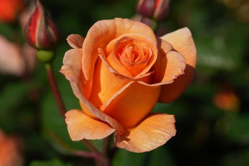 Rose (Orange: Cheerleader), JPG
