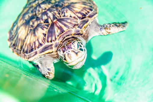小笠原諸島・父島 アオウミガメ 小笠原諸島・父島 アオウミガメの写真