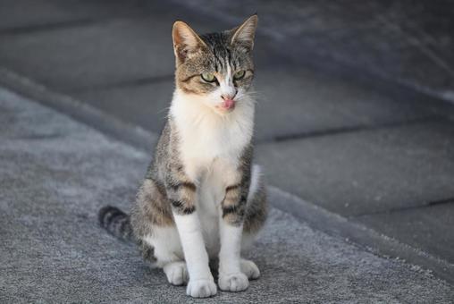 猫らしいお座り 猫らしいお座り 猫,動物,外の写真素材