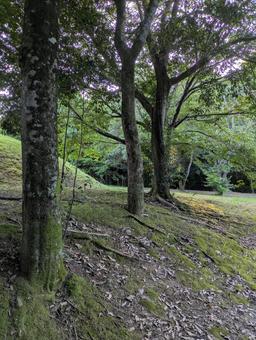 自然の中2507 自然の中2507 グリーン,植物,風景の写真素材