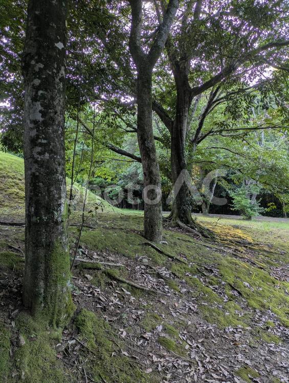 自然の中2507 グリーン,植物,風景の写真素材