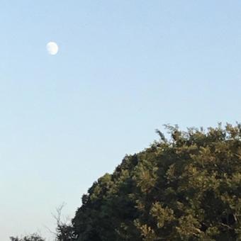 夕方の月と木 夕方の月と木の写真