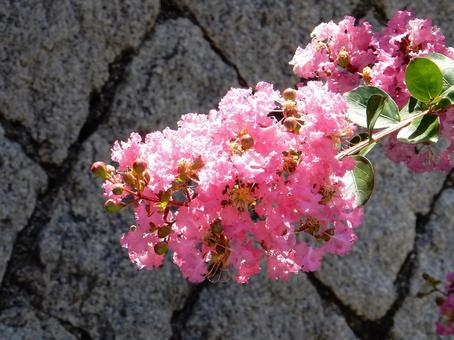 [Flower Photo] Pink Crape Myrtle, JPG
