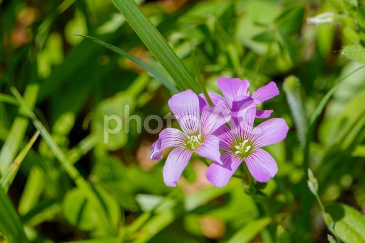 日差しを浴びるムラサキカタバミの小花 ムラサキカタバミ,花,花びらの写真素材