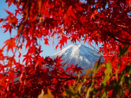 紅葉纏う富士の写真