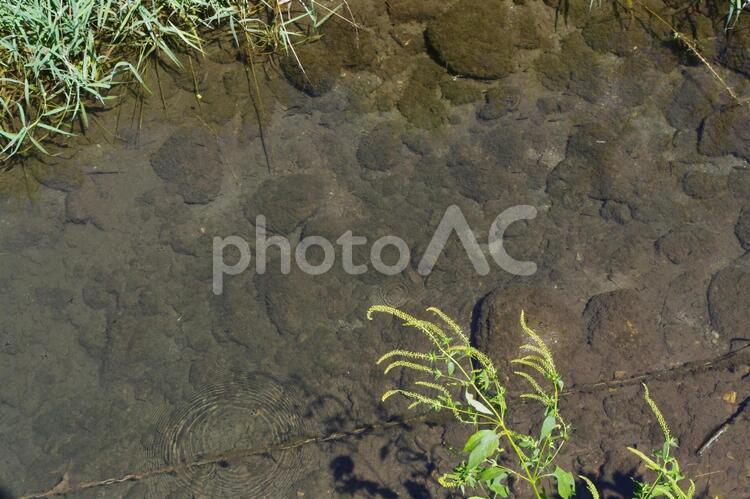 小川の風景2 小川,川,植物の写真素材