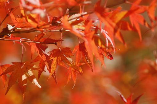 紅葉-104 もみじ,秋色,秋の写真素材