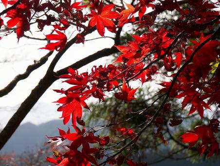紅葉に染まる秋のもみじの枝 紅葉,もみじ,秋の写真素材