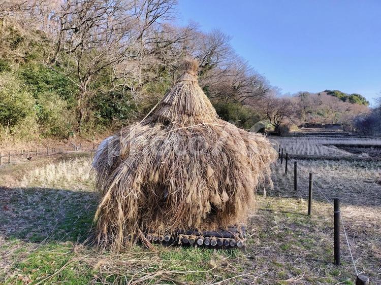 舞岡公園　稲藁の山と冬の田　横浜市戸塚区 舞岡公園,稲藁の山,稲藁の写真素材
