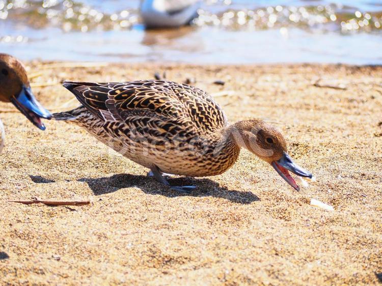 マガモ１５ マガモ,カモ,渡り鳥の写真素材