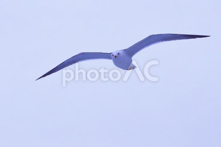 大空を飛ぶカモメ カモメ,飛ぶ,鳥の写真素材