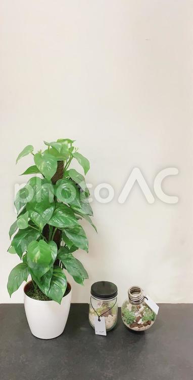 観葉植物　背景　インテリア　素材　イメージ 観葉植物,ミニ観葉植物,植物の写真素材