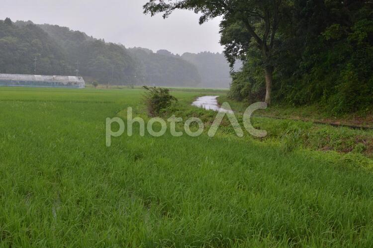 雨の田園風景 田園,雨,風景の写真素材