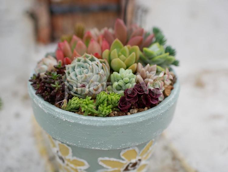 多肉植物の寄植え 多肉植物,寄植え,かわいいの写真素材