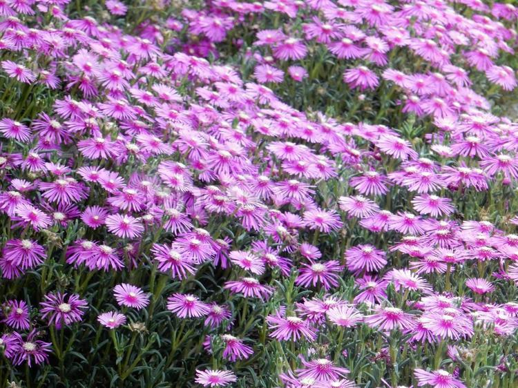 【花の写真】マツバギク（松葉菊） マツバギク,松葉菊,ハマミズナ科の写真素材
