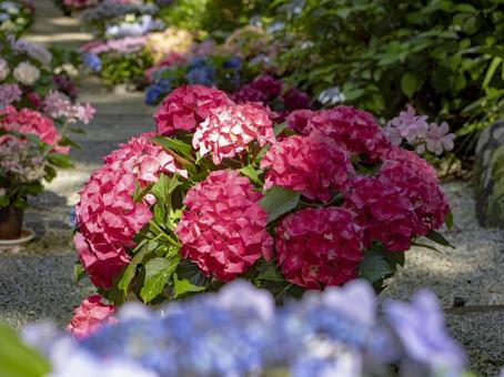 Photo, ajisai corridor, hydrangea, full bloom, 