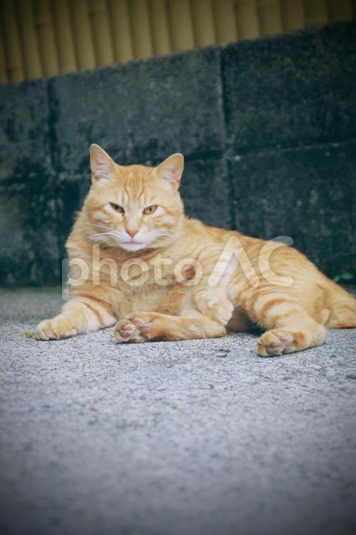 キジトラ 猫,野良猫,キジトラの写真素材