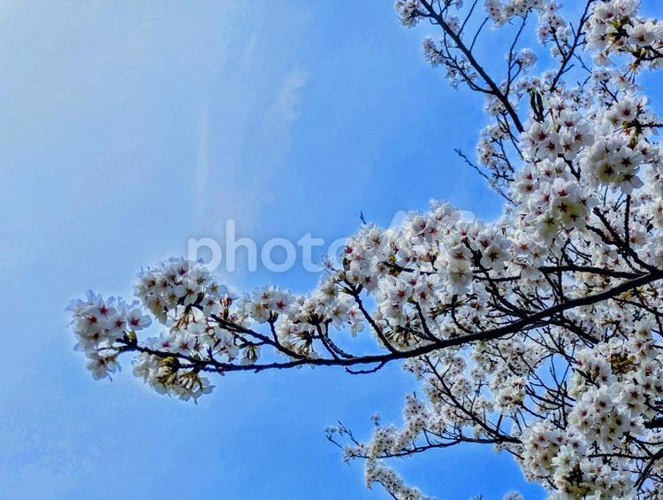春の花（桜）6 春,桜,スプリングの写真素材