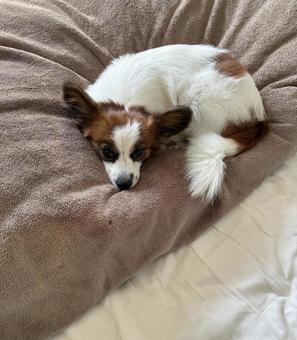 眠すぎるパピヨンの顔 パピヨン,papillon,犬の写真素材