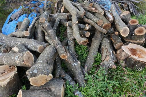 伐採され積み上げられた丸太 自然,丸太,木の写真素材