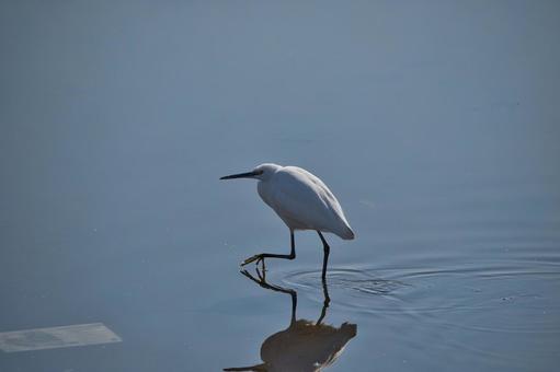 水面を歩くサギ 水面を歩くサギの写真