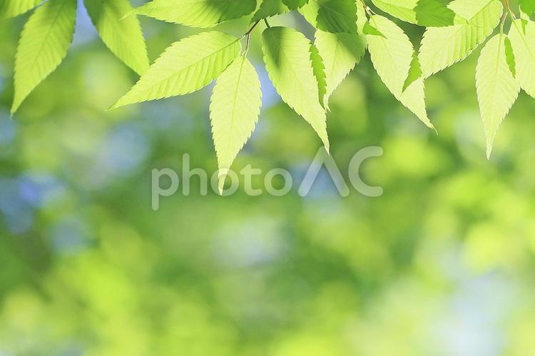 新緑の葉っぱ　ケヤキのさわやかな若葉 新緑,若葉,ケヤキの写真素材