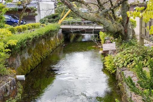 醒井宿 居醒の清水 地蔵川 醒井宿,居醒の清水,地蔵川の写真素材