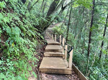 夏の高尾山　四号路　ハイキングコース 四号路,ハイキングコース,森の写真素材