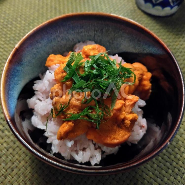 今日のランチ　家で食べるウニ丼 ウニ丼,バフンウニ,ウニの写真素材