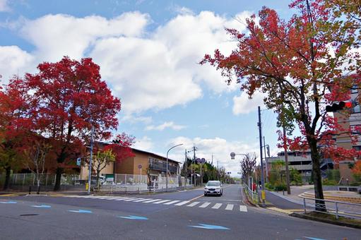 11月の三色彩道にて タイワンフウ,アメリカフウ,モミジバフウの写真素材