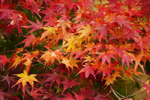グラデーションに染まるモミジ1 モミジ,紅葉,紅葉狩りの写真素材