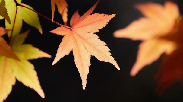 赤オレンジ色に色づくモミジの葉暗い背景 赤オレンジ色に色づくモミジの葉暗い背景 もみじ,紅葉,カエデの写真素材