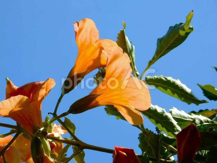 【花の写真】ノウゼンカズラ（凌霄花） ノウゼンカズラ,凌霄花,自然の写真素材