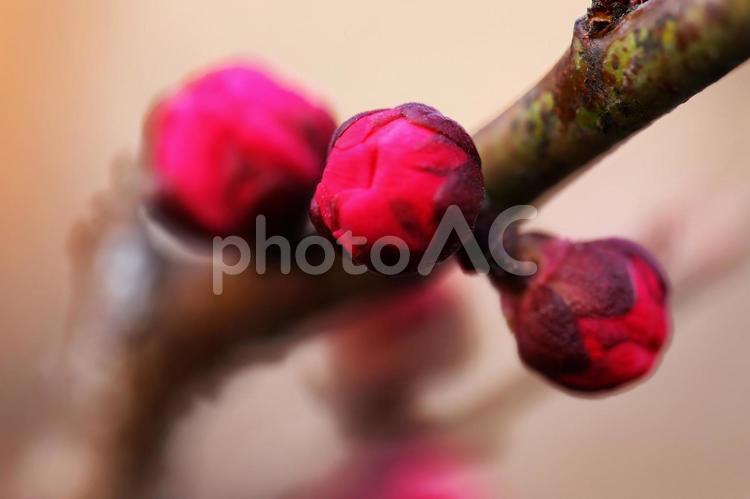 函館五稜郭公園の咲き始めた梅の花 梅の花,公園,蕾の写真素材
