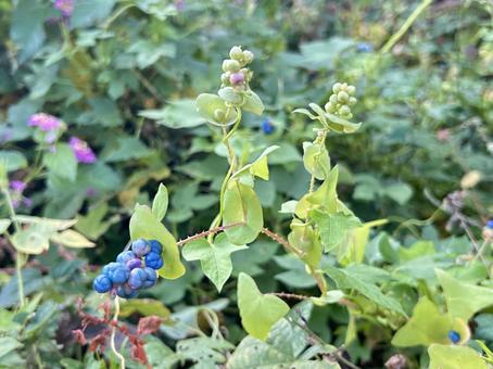 イシミカワ イシミカワ,雑草,棘の写真素材