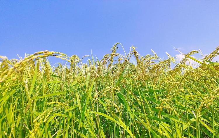 早場米の夏の稲穂と青空 稲穂,米,稲の写真素材