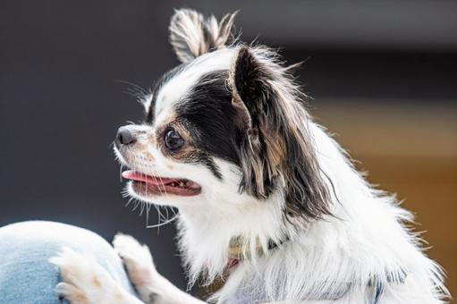 愛らしい表情のチワワ ちわわ,チワワ,犬の写真素材