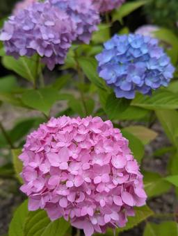アジサイの花 4 アジサイの花 4の写真