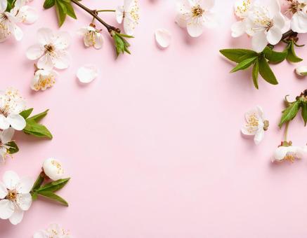 桜のピンクのテキストフレーム 桜のピンクのテキストフレームの写真